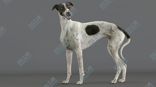 images/goods_img/20210312/3D Greyhound (4) (Fur) (Rigged) model/3.jpg